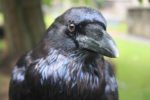 Raven image from Wikipedia
