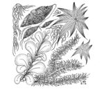 image 5 zentangle 6x6