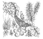 Image Zentangle 6 in