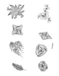 Image of a group of zentangle accents