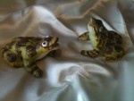 Frogs clay sculpture