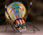 image of Peacock Spider