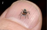 Peacock Spider on a finger nail